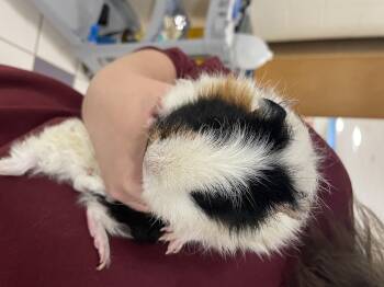Rescue Guinea Pig Guinea Pigs for Adoption in Swanzey, New Hampshire - Lydia Deetz And Miss Argentina | PetCurious